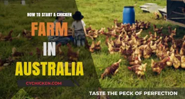 Starting a Chicken Farm in Australia: Essential Steps for Success