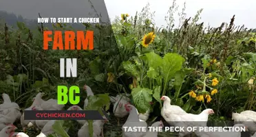 Starting a Chicken Farm in BC: A Beginner's Guide