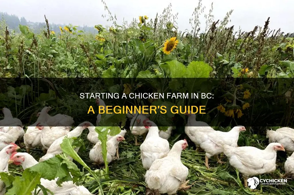 how to start a chicken farm in bc