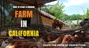 Starting a Chicken Farm in California: A Beginner's Guide