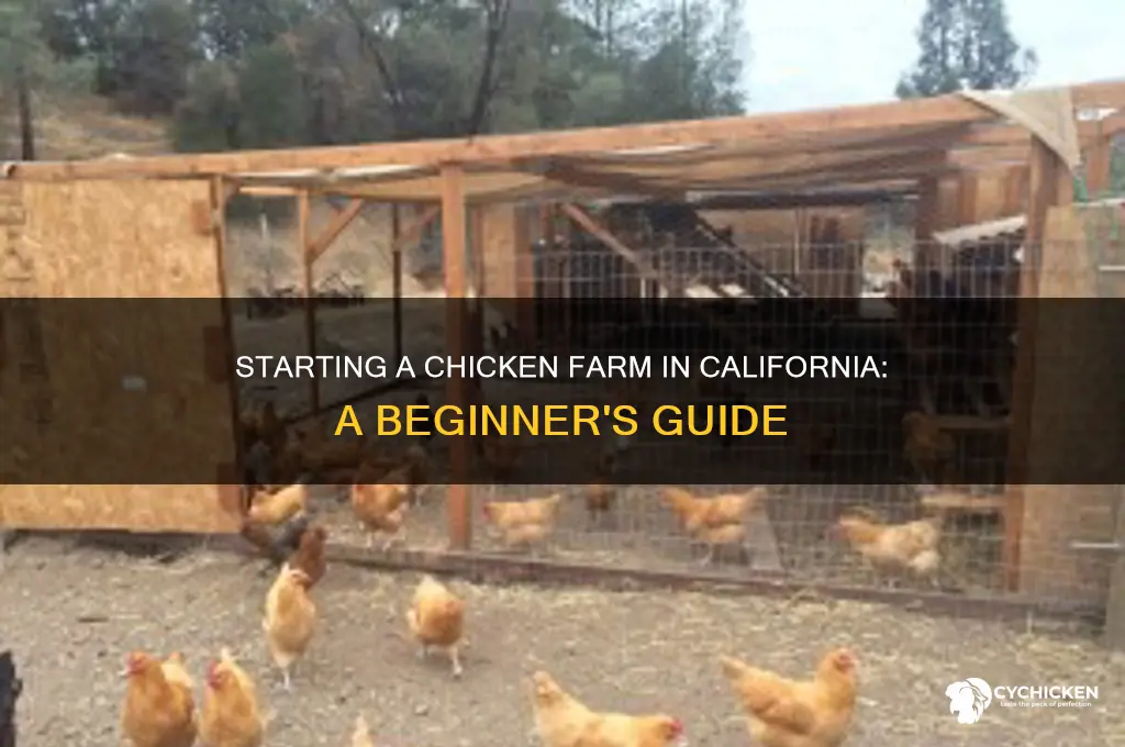 how to start a chicken farm in california