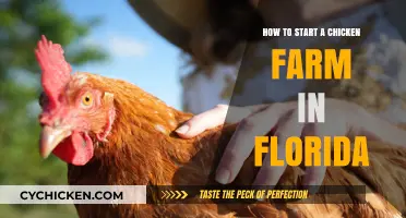 Starting a Chicken Farm in Florida: A Beginner's Guide