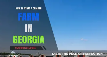 Starting a Chicken Farm in Georgia: A Beginner's Guide