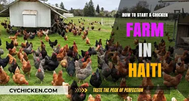Launching a Successful Chicken Farm in Haiti: A Beginner's Guide