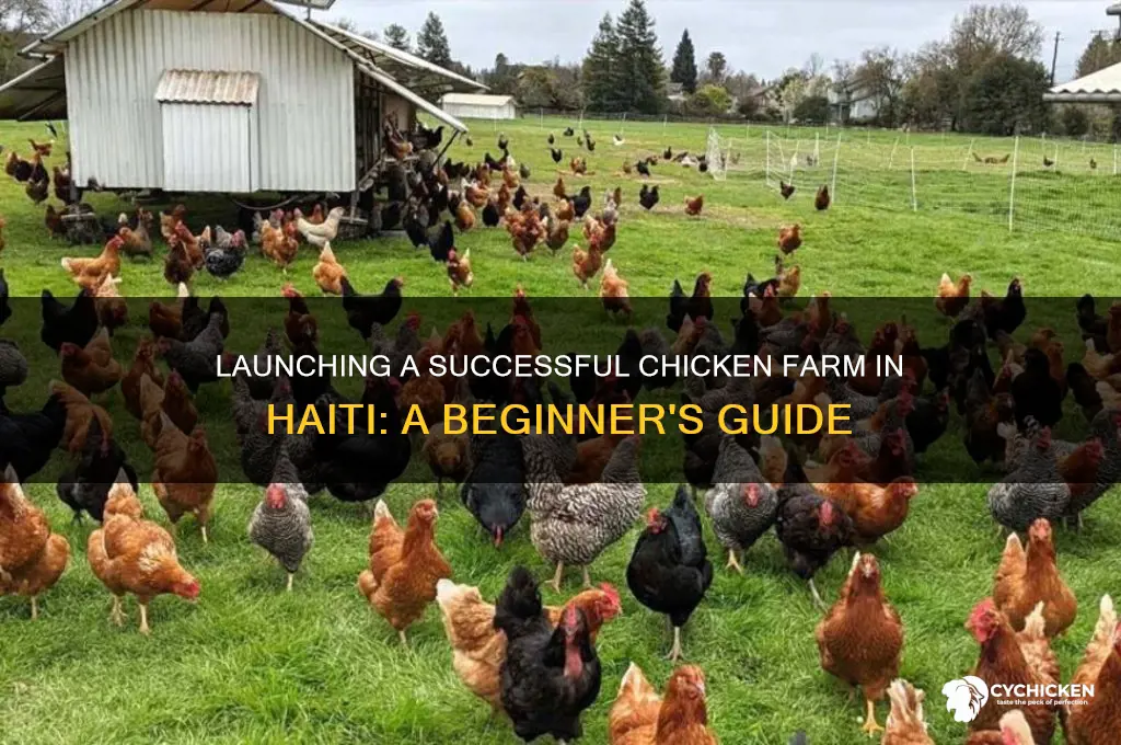 how to start a chicken farm in haiti