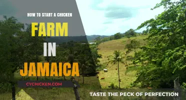 Starting a Profitable Chicken Farm in Jamaica: A Beginner's Guide
