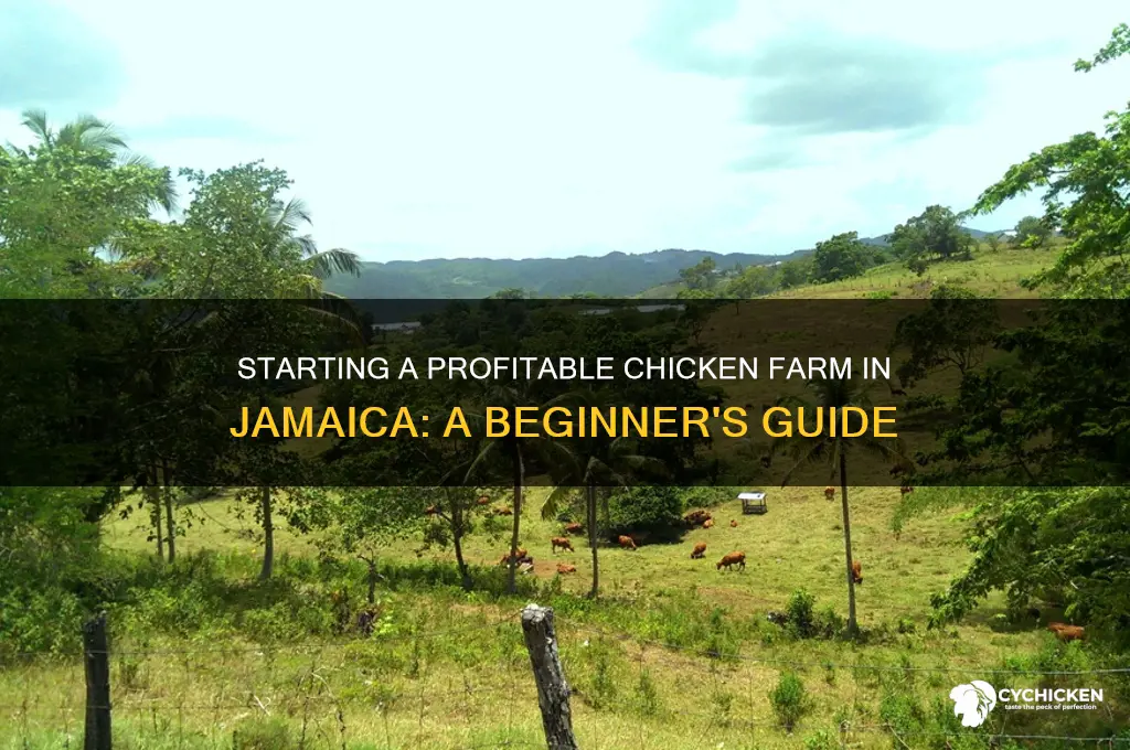 how to start a chicken farm in jamaica