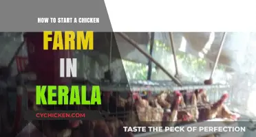 Starting a Chicken Farm in Kerala: A Beginner's Guide