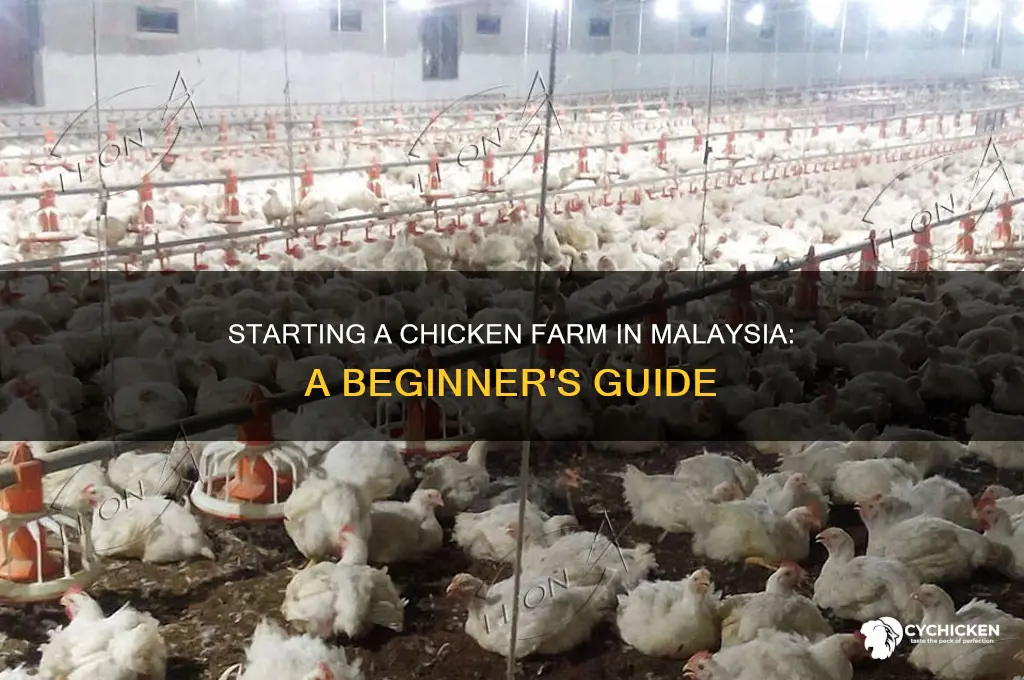 how to start a chicken farm in malaysia