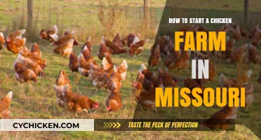 Starting a Chicken Farm in Missouri: A Beginner's Guide