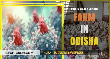 Starting a Chicken Farm in Odisha: A Beginner's Guide