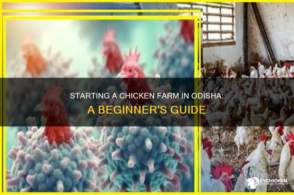 how to start a chicken farm in odisha