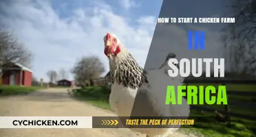 Starting a Chicken Farm: A South African Guide