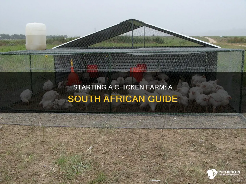 how to start a chicken farm in south africa