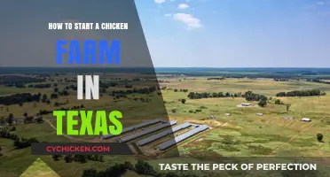 Starting a Chicken Farm in Texas: Essential Tips for Success
