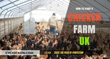 Starting Your UK Chicken Farm: Essential Steps for Success