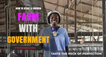 Government-Supported Chicken Farming: A Beginner's Guide to Starting Your Farm