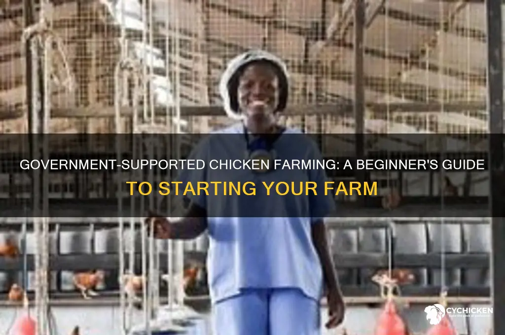 how to start a chicken farm with government