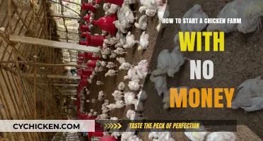 Starting a Chicken Farm: Bootstrapping Basics