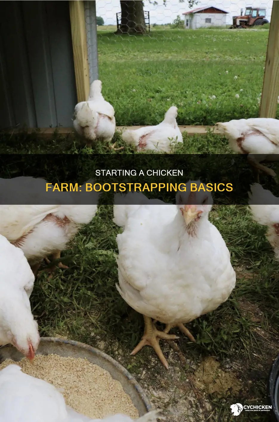how to start a chicken farm with no money
