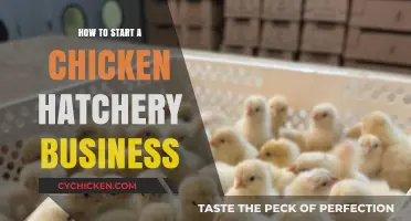 Launching Your Chicken Hatchery: A Step-by-Step Startup Guide