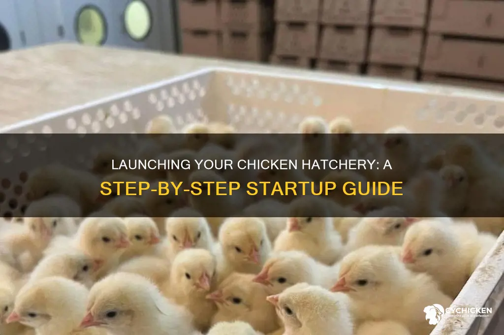 how to start a chicken hatchery business