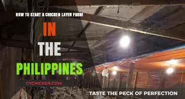 Starting a Chicken Layer Farm: Philippines Edition
