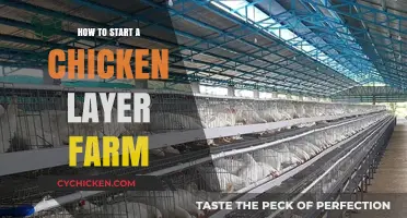 Starting a Chicken Layer Farm: Essential Steps for Success