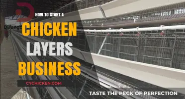 Launching a Profitable Chicken Layers Business: Essential Tips for Beginners