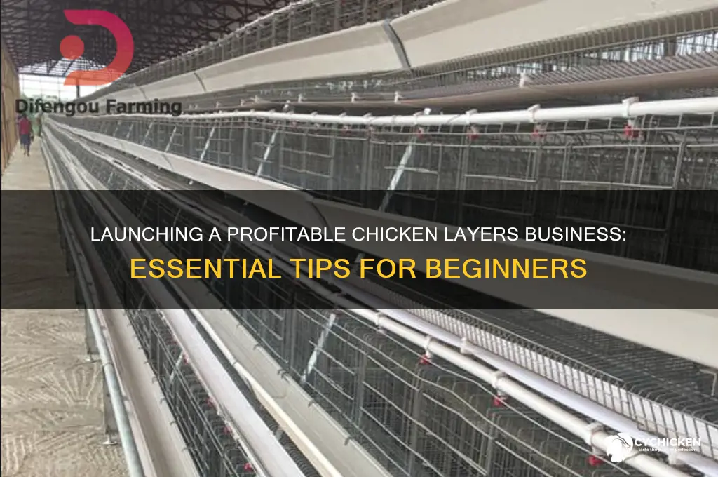 how to start a chicken layers business