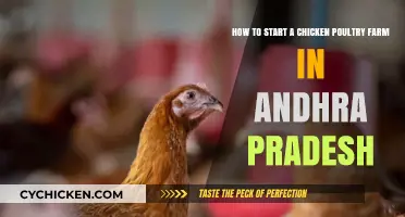 Starting a Chicken Poultry Farm in Andhra Pradesh: A Guide