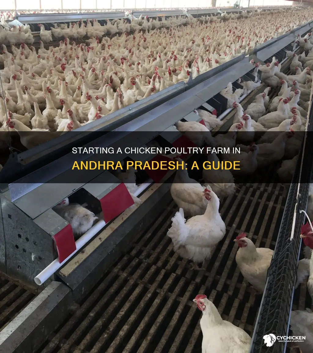 how to start a chicken poultry farm in andhra pradesh