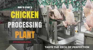 Launching a Chicken Processing Plant: Essential Steps for Success