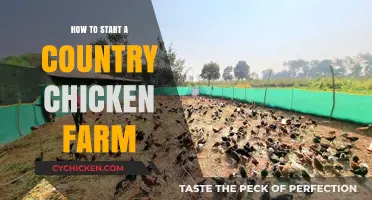 Starting a Country Chicken Farm: A Beginner's Guide to Success
