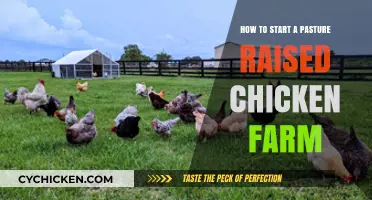 Starting Your Pasture-Raised Chicken Farm: A Beginner's Guide to Success