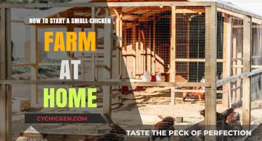 Setting Up a Small Chicken Farm at Home