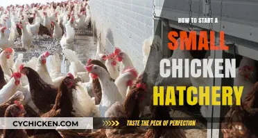 Launching Your Small Chicken Hatchery: Essential Steps for Success