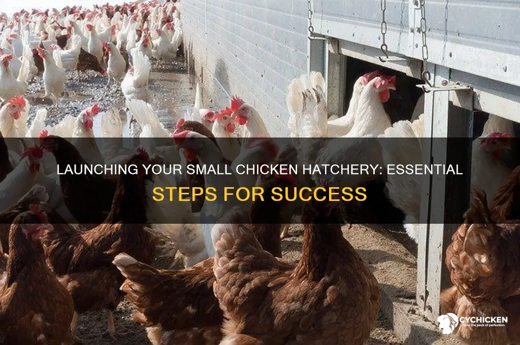 how to start a small chicken hatchery