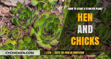 Propagating 'Hen and Chicks': A Beginner's Guide