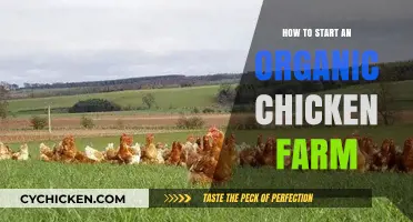 Starting Your Organic Chicken Farm: A Beginner's Guide to Success