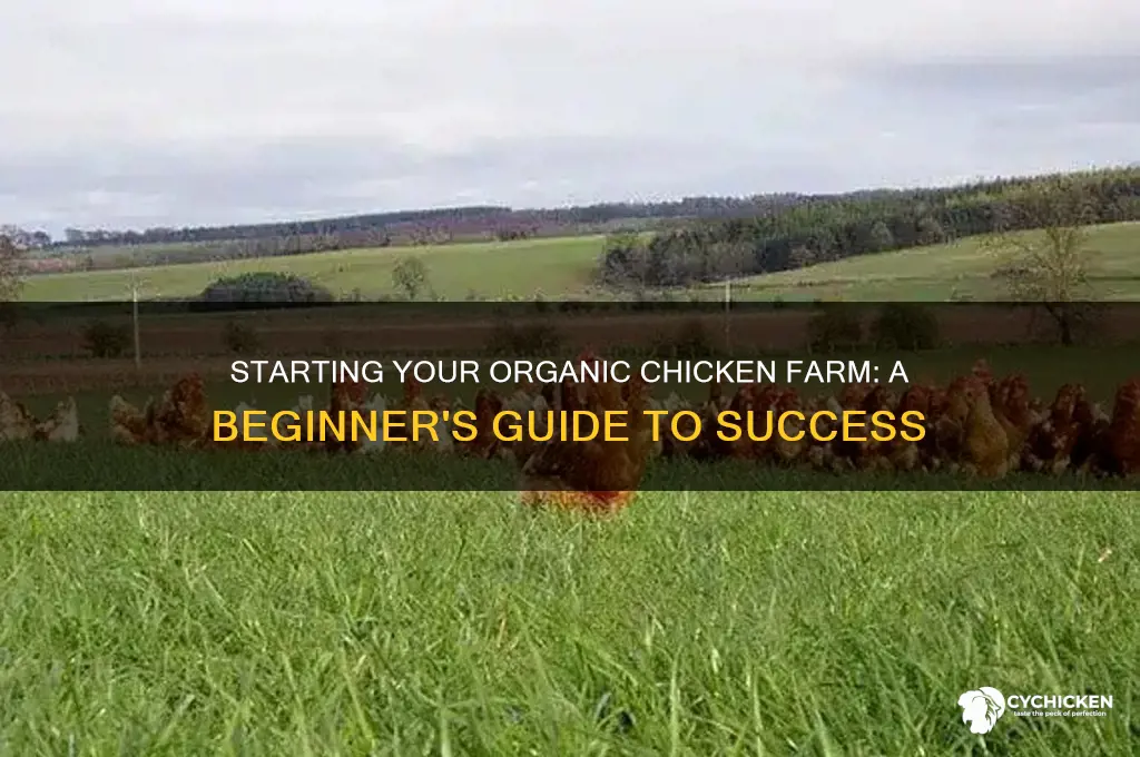 how to start an organic chicken farm