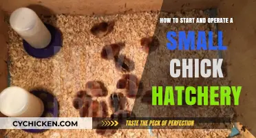 Starting and Running a Small Chick Hatchery