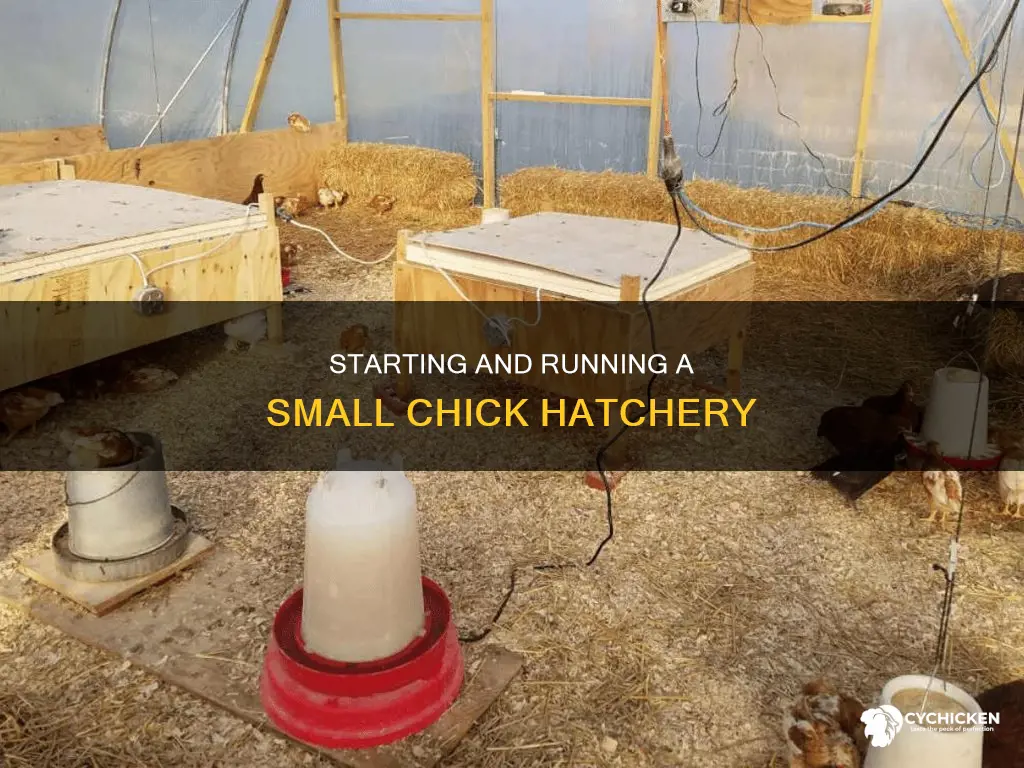 how to start and operate a small chick hatchery