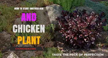 Starting a New Hen and Chicken Plant: A Beginner's Guide