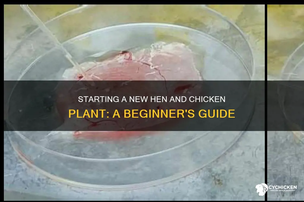 how to start another hen and chicken plant