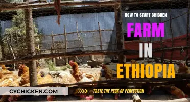 Starting a Profitable Chicken Farm in Ethiopia: A Beginner's Guide