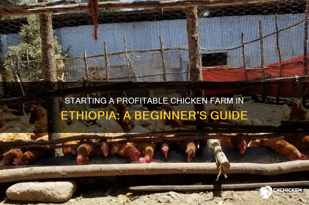 how to start chicken farm in ethiopia