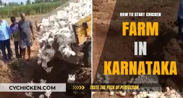 Starting a Chicken Farm in Karnataka: A Beginner's Guide