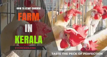 Starting a Profitable Chicken Farm in Kerala: A Beginner's Guide