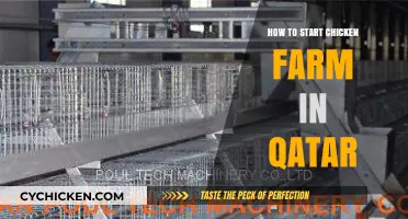 Launching a Successful Chicken Farm in Qatar: Essential Steps & Tips